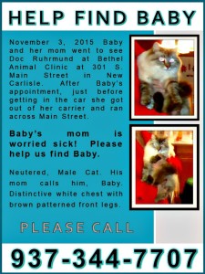 Missing Cat New Carlisle Ohio, Help Find Cat